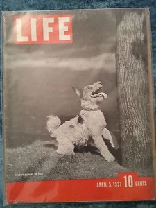 Life Magazine April 5, 1937 Terrier Barking Up Tree - Picture 1 of 4