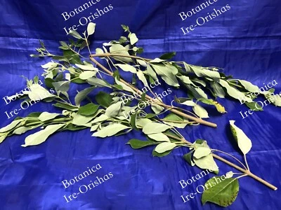 VENCEDOR PLANTA HIERBA religion yoruba ifa africana santeria