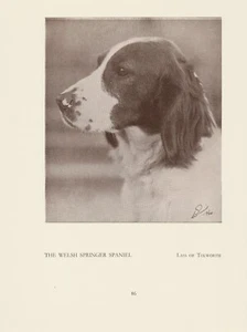 WELSH SPRINGER SPANIEL KOPF STUDIE ALT VINTAGE 1934 BENANNTER HUNDDRUCK - Bild 1 von 1