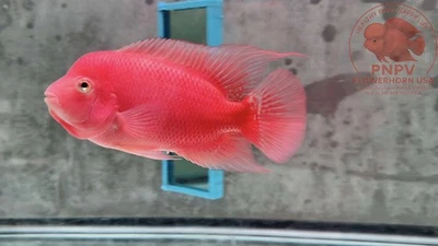 Premium Flowerhorn-Vip Male Super Red Monkey 4 inches - Overnight USA Shipping - Image 1 of 4