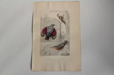 Grabado BUFFON Escalador Silla Pájaros Siglo XIX (65597) - Imagen 1 de 3