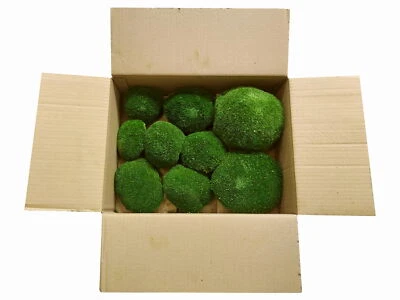 Konserviertes echtes Bollenmoos Kugelmoos Hügelmoos Polstermoos Waldgrün Kaufen - Bild 1 von 3