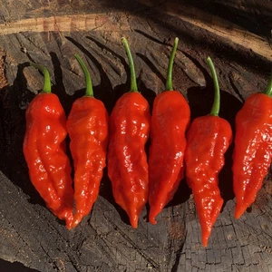 Bhut Jolokia Ghost Pepper 90 Seeds Super Hot Chilli | Extreme Heat 1,000,000 SHU - Picture 1 of 5