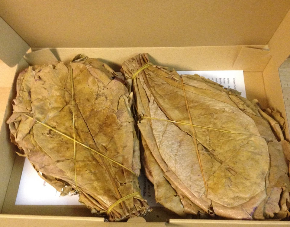 ANGEBOT  250 Gr. Seemandelbaumblätter 20-25cm (versandkostenfrei) Catappa Leaves - Bild 1 von 1