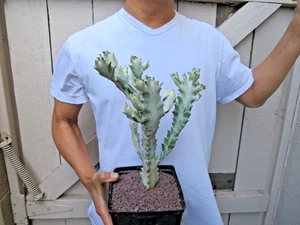 Variegated Lactea Bone Cactus - Picture 1 of 7