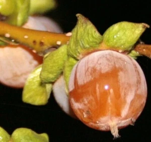 Lotuspflaume (Diospyros lotus), schmackhaftes Obst, Klimabaum, Kaki - Bild 1 von 3