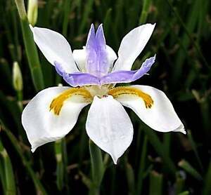 WHITE AFRICAN IRIS Fortnight Lily Dietes Iridioides Butterfly Flower - 10 Seeds