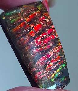 Ammolite Ammonite Coated Stone 31.5x17.7x3.5mm 19965 - Picture 1 of 4