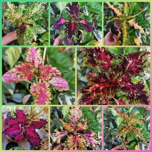 Coleus Buntnessel Samen - Bild 1 von 21