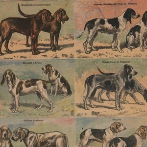 Die laufenden Jagdhunde - - Pressestich 1898 - Bild 1 von 2