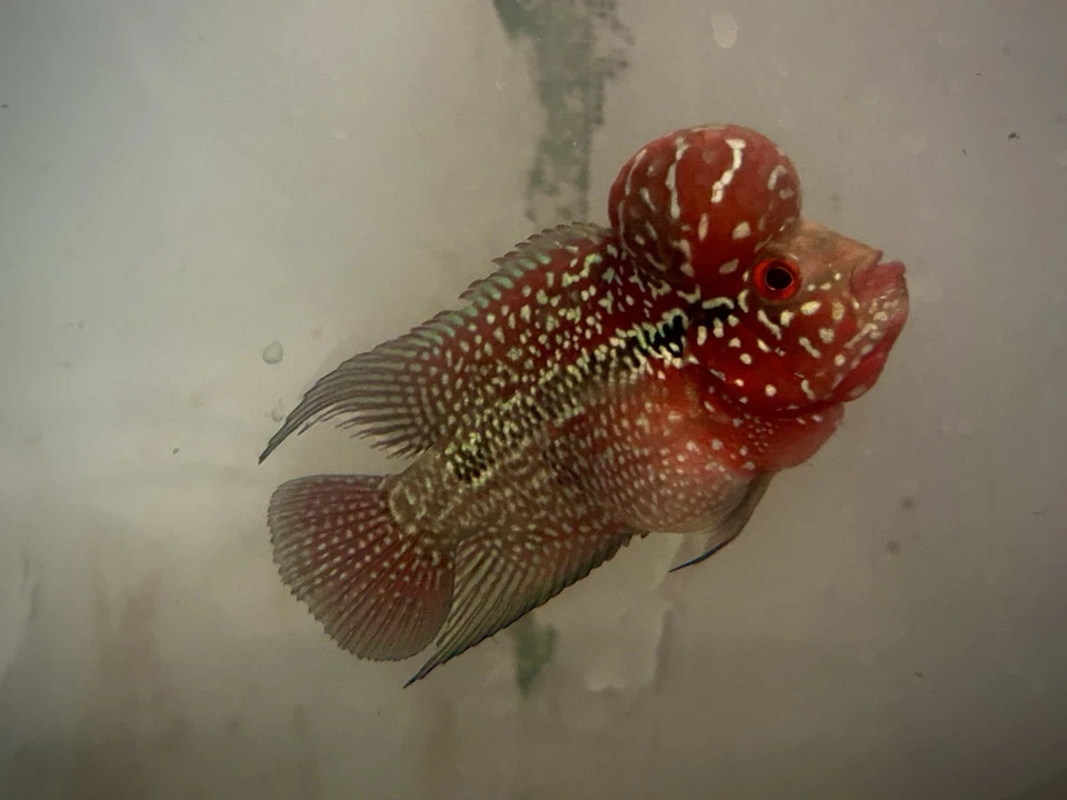 Red Dragon Flowerhorn 5” - Image 1 of 4