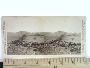 Trincee boere Hart's Hill Stereoview Sottobosco e Sottobosco 1901 - Foto 1 di 2