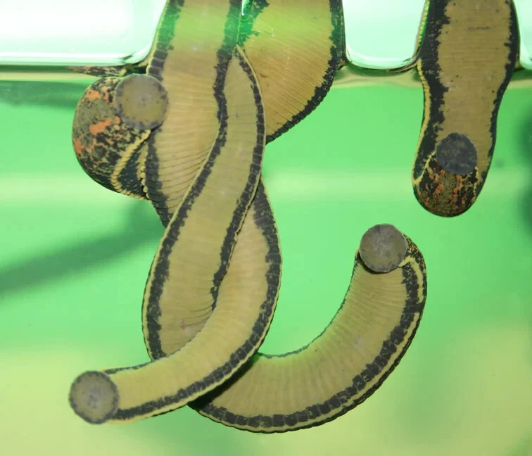 Live Leeches “Medicinal Leech” Hirudo Small Size - Image 1 of 1