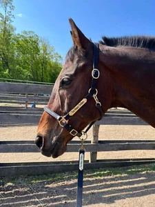 Horse Leather Halter by Leaders - available in 4 sizes Black/Brass - Picture 1 of 8