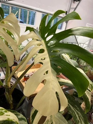 Rare Monstera Albo Half Moon Variegated Cuttings and Rooted Plants Discounted - Image 1 of 4