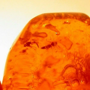 Mating Flies with Water Enhydros with Moving Air in Dominican Amber Fossil - Picture 1 of 7