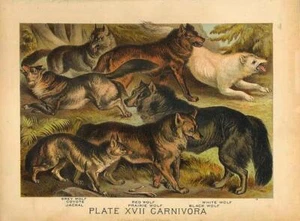 Original Antique 1880 Chromolithograph COYOTE, JACKAL, WOLVES [xvii] - Picture 1 of 1