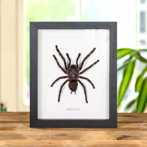 Taxidermy Thailand Black Tarantula Frame (Cyriopagopus minax) - Foto 1 di 9