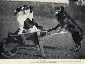 BORDER COLLIE DREI HUNDE MIT SCHUBKARRE 1934 HUND DRUCKSEITE " CHALCOT " - Bild 1 von 1