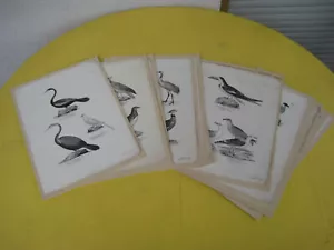 Sammlung / Konvolut Litho Brodtmann Vogel / Vögel - Bild 1 von 21