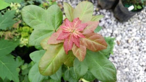 20 MIYASAMA DWARF TRIDENT MAPLE SEEEDS - Acer buergerianum 'Miyasama ' - Picture 1 of 5