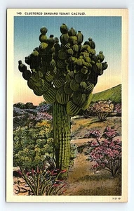 Vintage geclusterte Sahuaro Riesenkaktus Wüste Postkarte von Herz - Bild 1 von 7