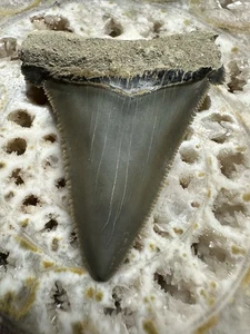 "Diente de tiburón SUMMERVILLE ANGUSTIDENS de 2,32"" familia fósil de megalodon de Carolina del Sur" - Imagen 1 de 6