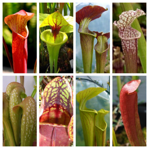 10 MIXED PITCHER PLANT Sarracenia Carnivorous Red Purple Yellow + Flower Seeds