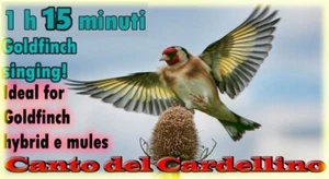 CANTO CARDELLINO MODULATO SONG OF THE GOLDFINCH CANCIÓN JILGUERO LIMPIDISSIMO - Imagen 1 de 1