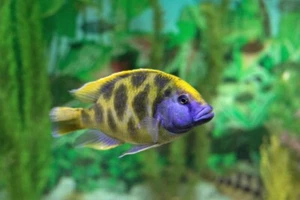 4 Venustus Giraffe Cichlid (Nimbochromis venustus) - Picture 1 of 3