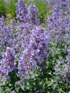 Catnip Seeds, Nepeta Cataria, NON-GMO, Variety Sizes, Cat Lovers, FREE SHIPPING - Picture 1 of 2