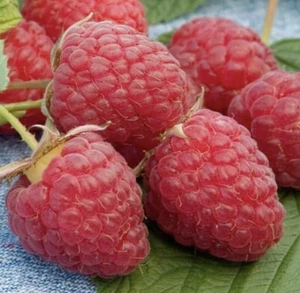 RED RASPBERRY Five (5) Bare Rooted Live Plants. Grow Your Own Fruit! - Picture 1 of 11