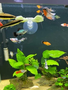 1 PC Aquarium Veggie Clip with Suction Cup – Fish Food Holder for Tank Feeding - Picture 1 of 8