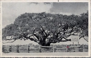 um 1910 Riesen Eiche Lamar Texas 2000 Jahre alte Postkarte - Bild 1 von 2