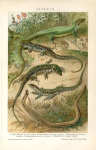 LIZARDS..Print...1894 - Picture 1 of 1