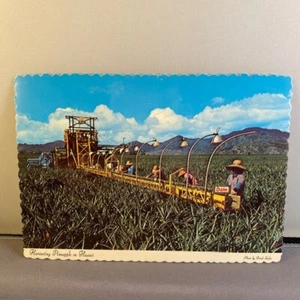 Tarjeta postal de colección años 70 cosechando piñas en Hawai borde cubierto sin publicar - Dole - Imagen 1 de 2