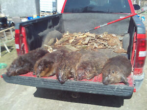 Beaver Castor Lure IngredientÂ  Coyote Red Fox - 4 oz for BaitÂ  Lure Making