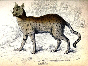 10651. Póster de decoración. Pared de la habitación del hogar. Diseño de impresión artística vintage. Gato salvaje. Lince - Imagen 1 de 1