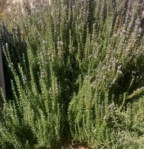 20 X Cutting Rosemary Plant Or Herbal Post Express Delivery - Picture 1 of 2