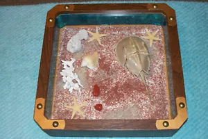 Nautical Shadow Box Horse Shoe Crab / Sea Shells Wall Art Nautical Beach Decor. - Picture 1 of 4