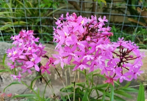 Crucifix Orchid X 3 Plants - purple - Picture 1 of 5