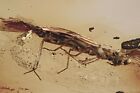 STONEFLY Plecoptera Fossil Inclusion Genuine BALTIC AMBER + HQ Pic 211206-21