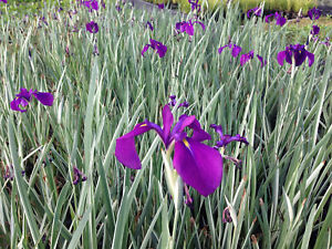 Live Purple Flower Japanese Iris Kaempferi Variegata Aquatic Marginal Pond Plant