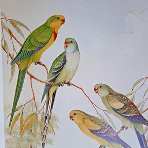 Superb Parrot Regent Parrots Australian Neville Cayley Art Print Plate 12 - Picture 1 of 2
