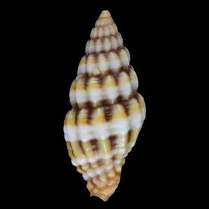 VEXILLUM DISCOLORIUM (Mactan Isl., Philippines) 9.9mm #47550 - Picture 1 of 3