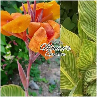 (6) Plant Bulbs ~"Bengal Tiger" Canna Lily _Orange, Variegated Leaf - Image 1 of 4