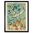 Millot Encyclopedia Page Ocean Fish Shark Wall Art Print Framed 12X16