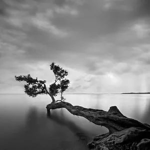 STAMPA ARTE PAESAGGIO MARINO SU TELA - Albero dell'acqua di Moises Levy Coastal Ocean Lake 20x20 - Foto 1 di 1