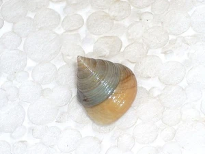 CALLIOSTOMA VIRESCENS VERY BIG - Picture 1 of 2