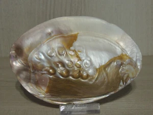 ART NOUVEAU CONCHIGLIA MADREPERLA INTAGLIATA,FRANCIA INIZIO 1900 - Imagen 1 de 10